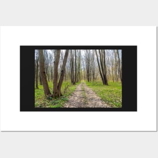 Hiking trail in the forest Posters and Art